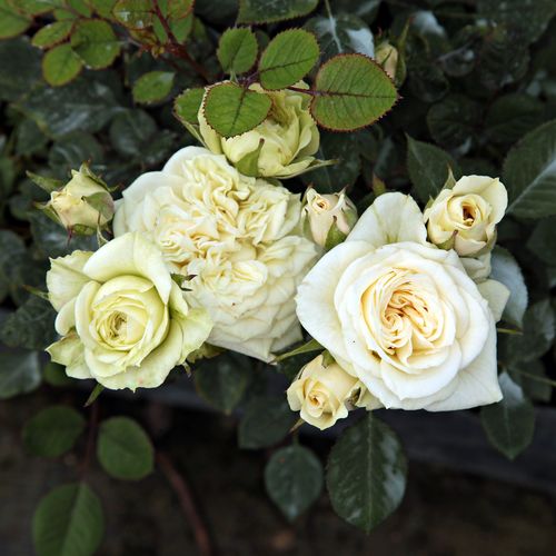 Krémově bílá s krémovoružovým středem - Stromková růže s drobnými květy - stromková růže s kompaktním tvarem koruny